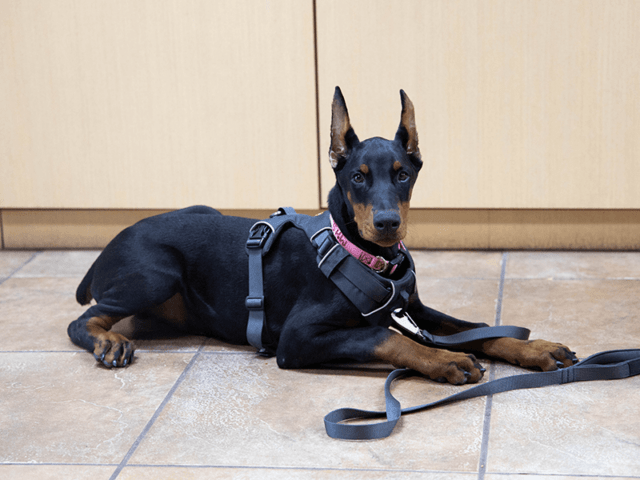 A Doberman puppy lays on a tile floor during a dog training session.