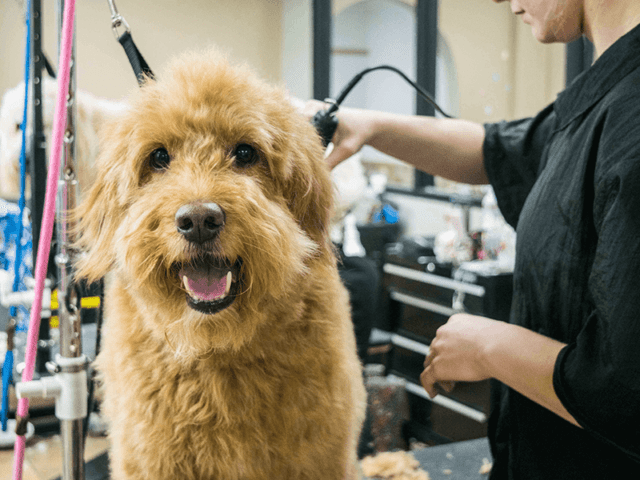 A shaggy goldendoodle is groomed on the table of a grooming salon.