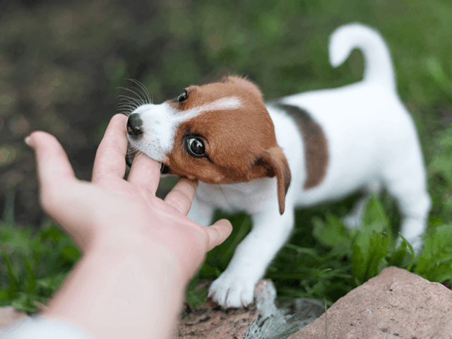 A Jack Russell terrier puppy biting a hand.