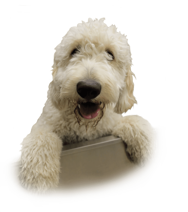 petropolis happy dog